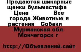 Продаются шикарные щенки бульмастифа › Цена ­ 45 000 - Все города Животные и растения » Собаки   . Мурманская обл.,Мончегорск г.